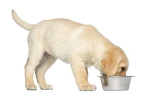 alimentation du chiot