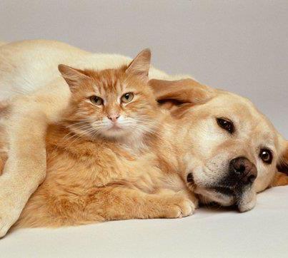 Chien et chat à la maison