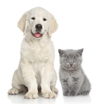 le labrador et les chats