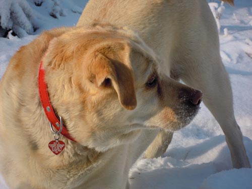 Prendre soin de son labrador en hiver