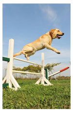 les sports du chien