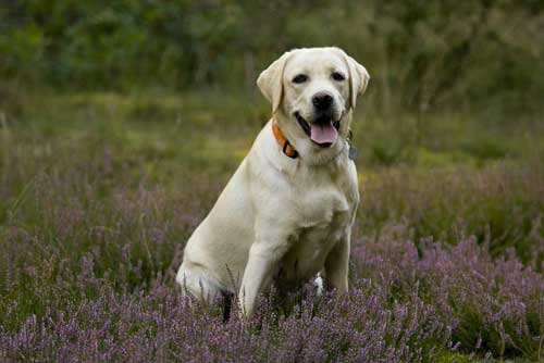 La santé de votre labrador